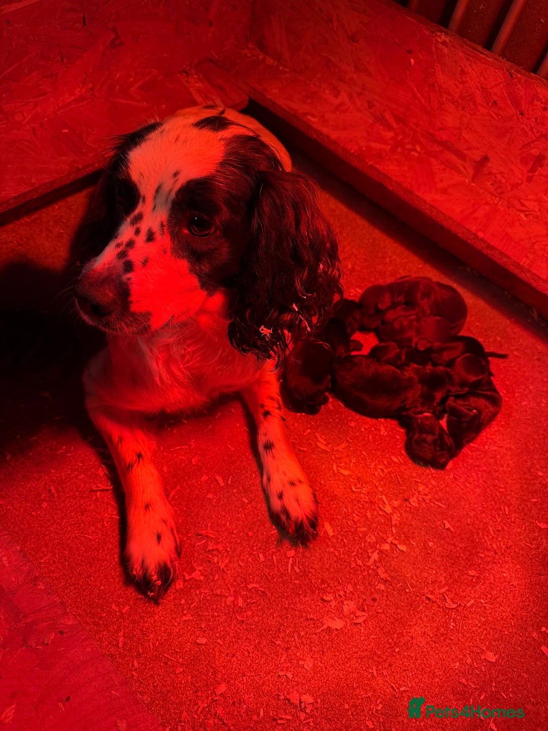 Sprocker dogs for sale: F1 Beautiful Sprocker Spaniel pups ❤️ - Advert 3
