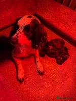 Sprocker dogs F1 Beautiful Sprocker Spaniel pups ❤️ - Advert 7