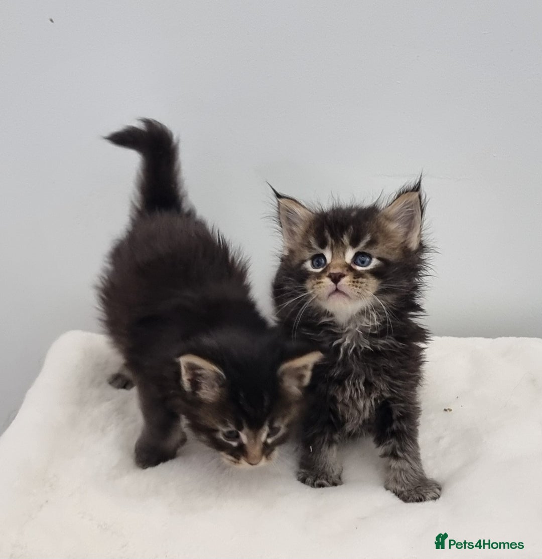 Maine Coon cats for sale: Pedigree Maine Coon Kittens for sale  - Image 10