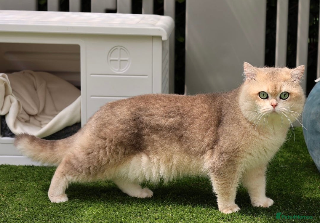 British Longhair cats for sale: Blue golden British long hair  - Advert 7