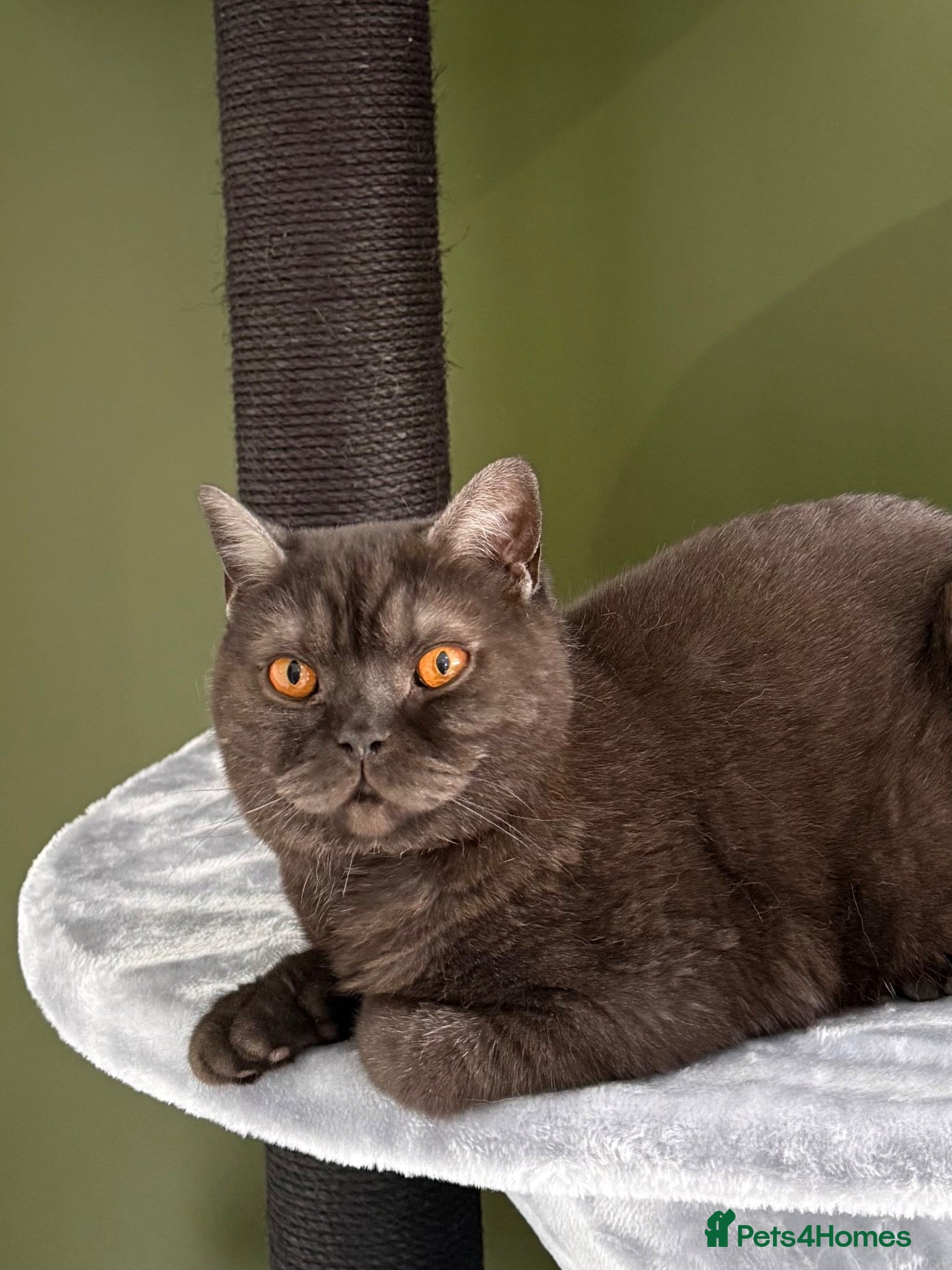 British Shorthair cats Black smoke Boy  - Advert 3