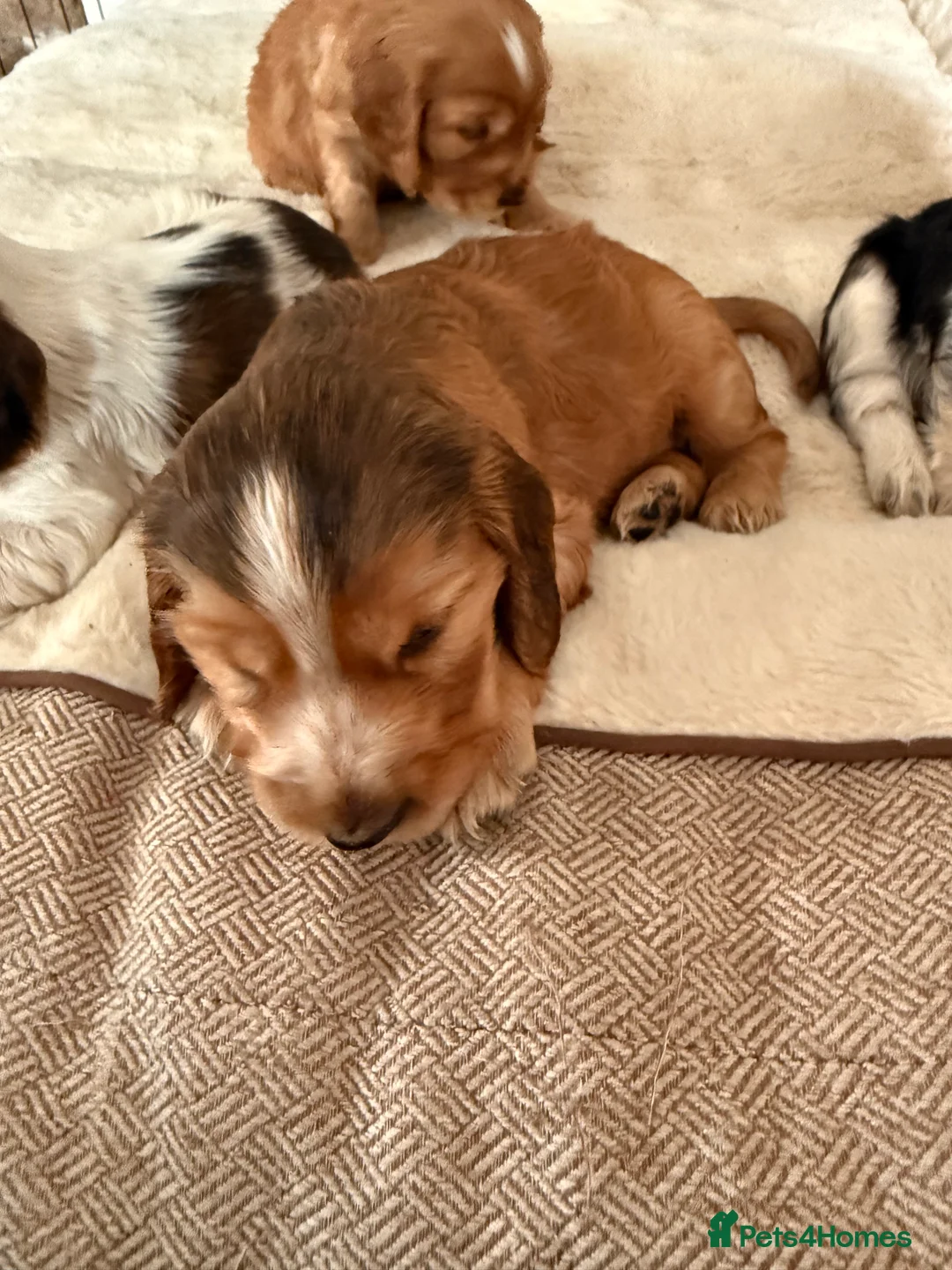 Cocker Spaniel dogs for sale: 5 Stunning Show Cocker Spaniel Pups  - Advert 13