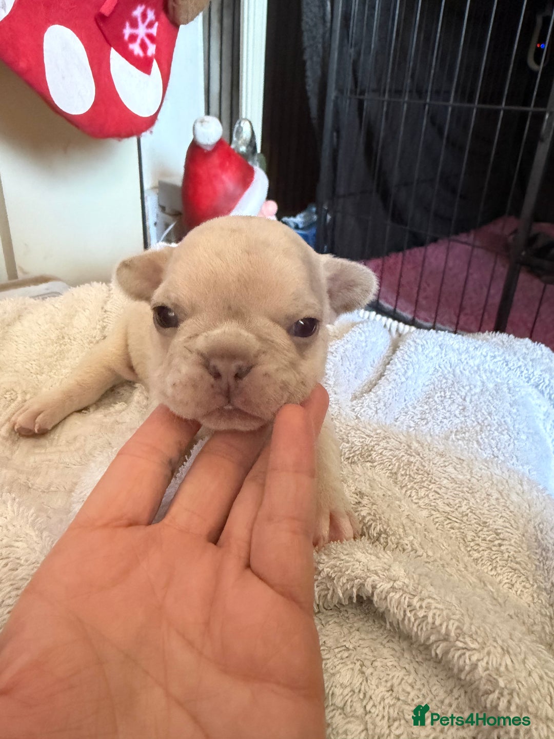 French Bulldog dogs for sale: French bulldog puppies  - Advert 14
