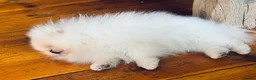 Pomeranian dogs for sale: KC Tiny White Teddy Bear Pomeranian - Advert 8