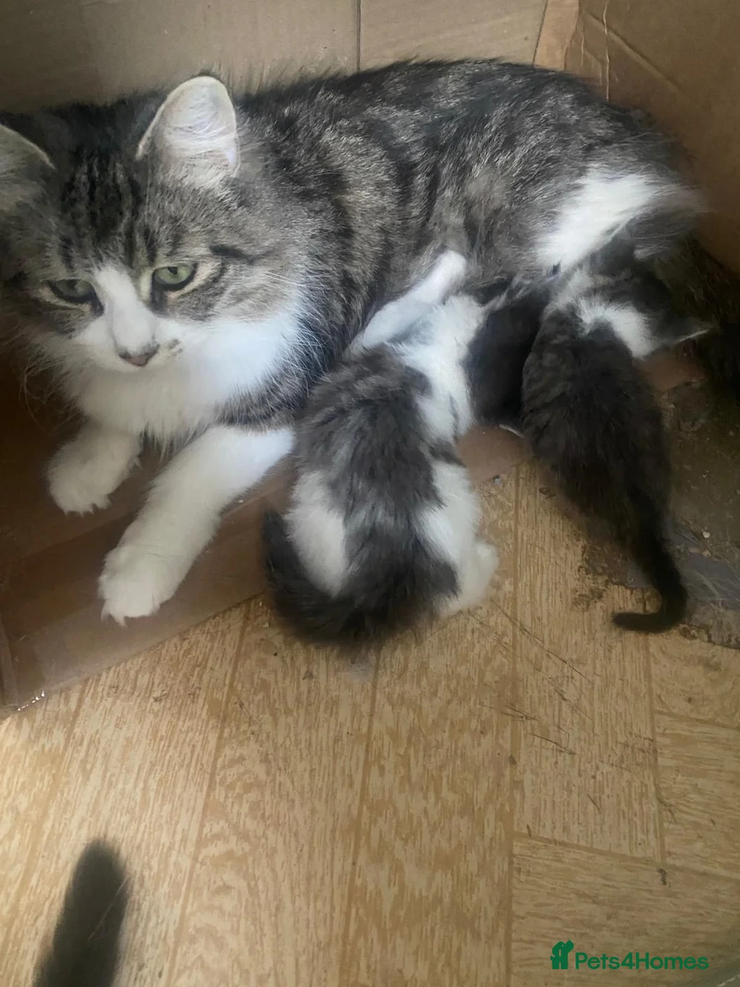 British Longhair cats for sale: Lovely kitten - Advert 1