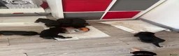 Rottweiler dogs for sale: Absolutely stunning Rottweiler puppies  - Advert 6