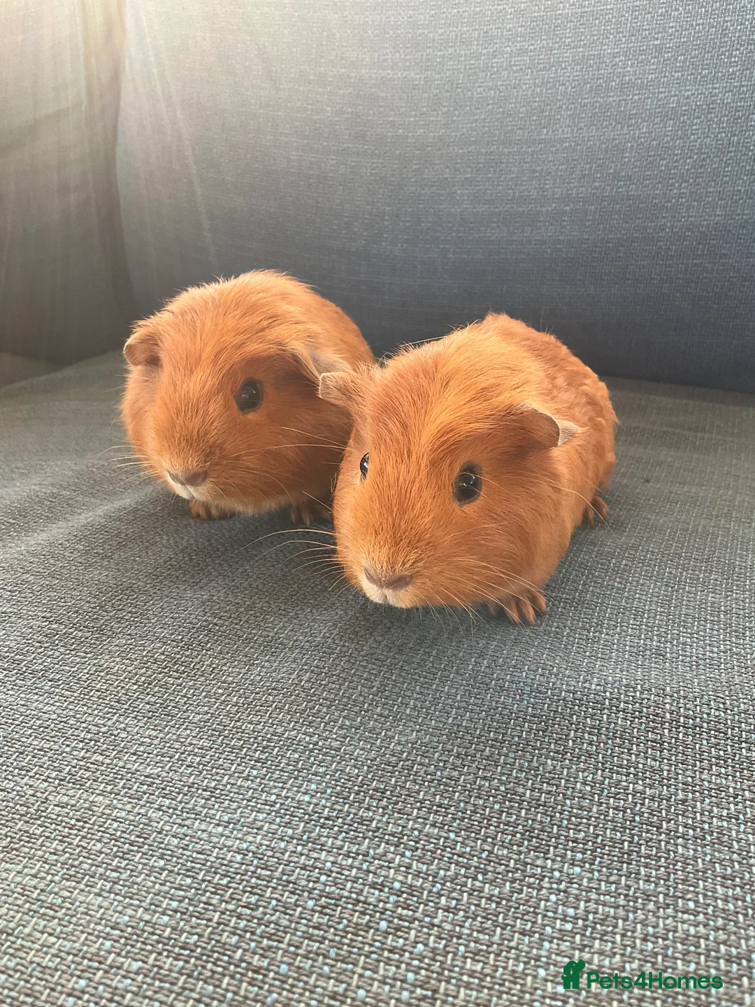Guinea Pig rodents for sale: 2 boy guinea pig (brothers) £35 for Both - Advert 2