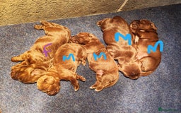 Sprocker dogs for sale: Adorable, well-socialised Sprocker Spaniel puppies - Image 4