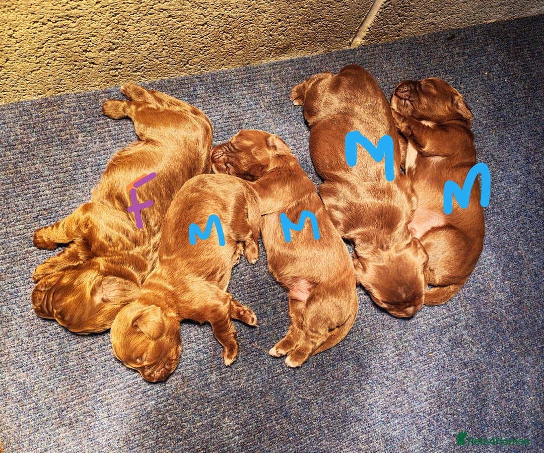 Sprocker dogs for sale: Adorable, well-socialised Sprocker Spaniel puppies - Image 4