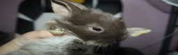 Mixed Breed rabbits for sale: Multiple rabbits (see description for info) - Advert 6