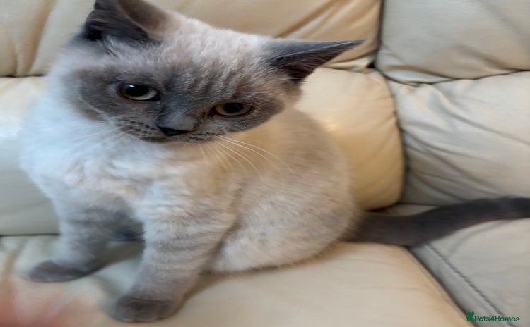 British Shorthair cats - Advert 1