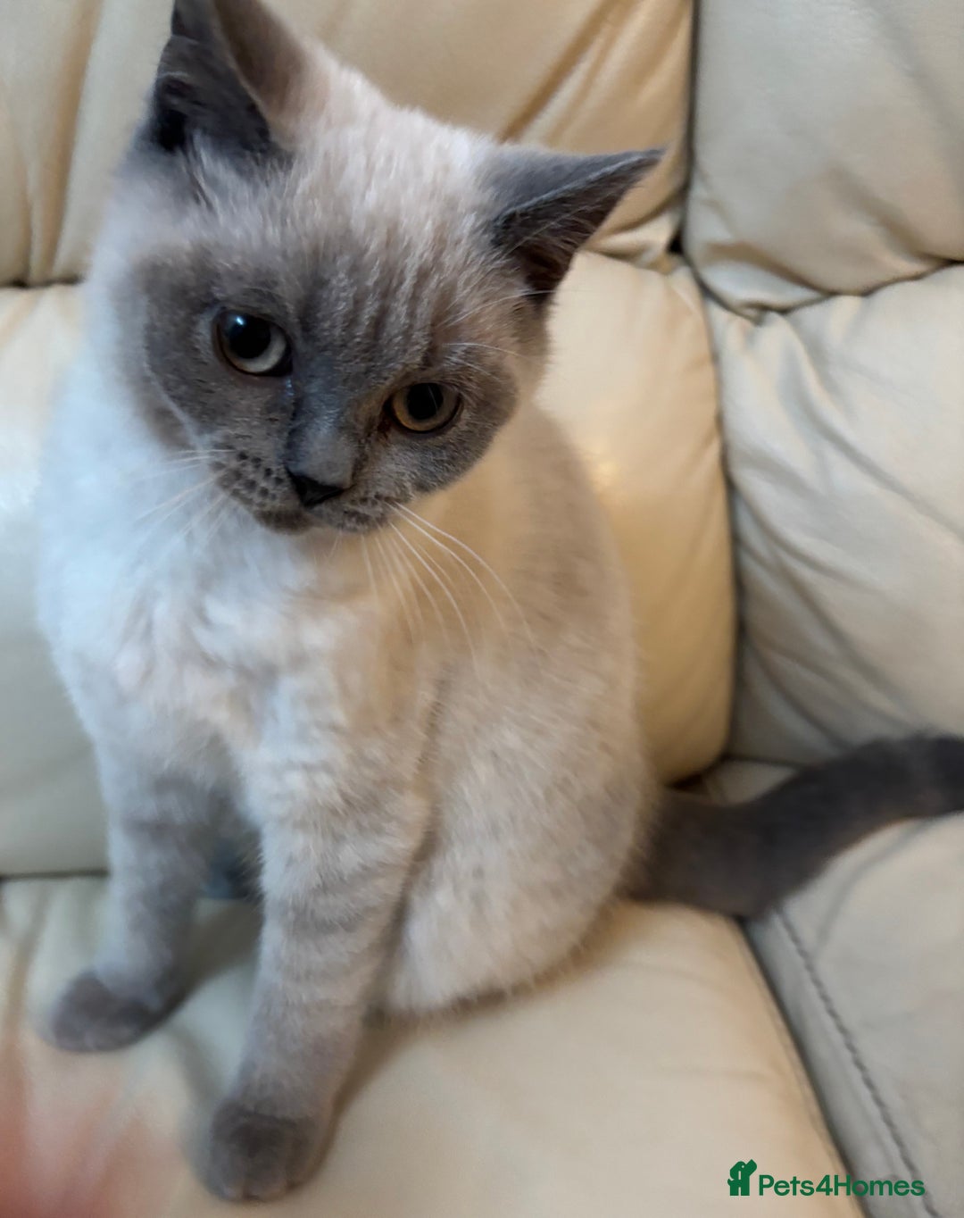 British Shorthair cats for sale: British shorthair Blue colourpoint Girl ready now  - Image 1