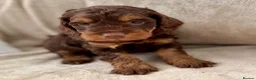 Cockapoo dogs for sale: WAITLIST FOR CHOCOLATE TAN COCKAPOOS NOW OPEN - Advert 6