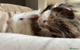 Guinea Pig rodents for sale: 2 Bonded Male Guinea Pigs  - Image 9