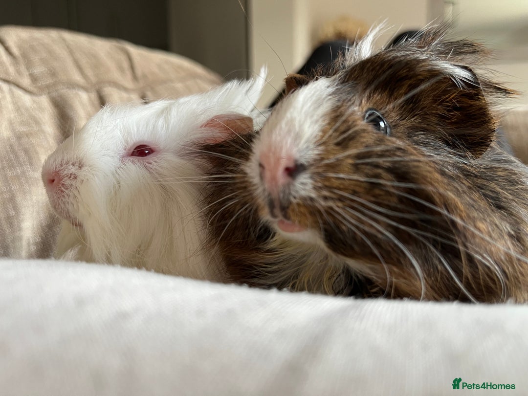 Guinea Pig rodents for sale: 2 Bonded Male Guinea Pigs  - Image 9