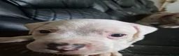 American Bulldog dogs for sale: These 3 babies are looking for there forever home - Advert 5