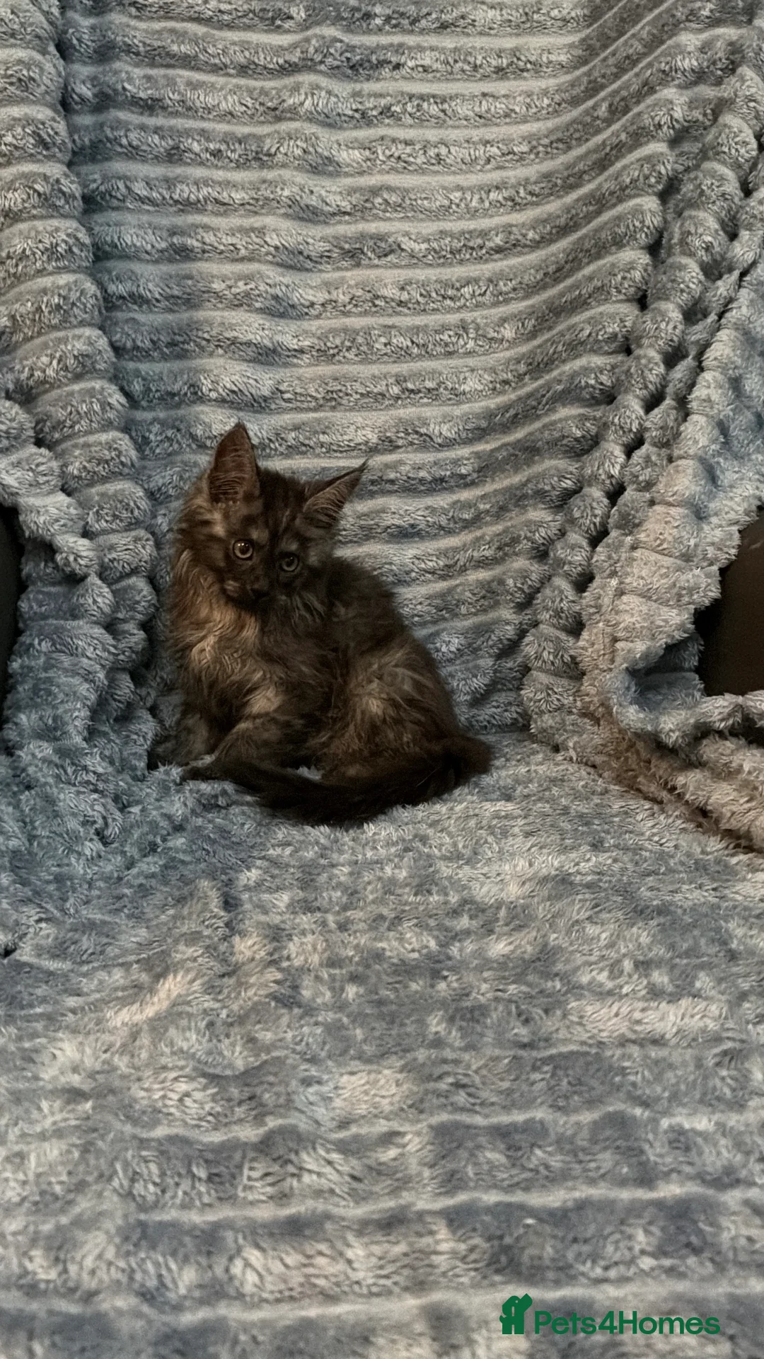 Maine Coon cats for sale: 6 pure maincoon kittens  - Advert 2
