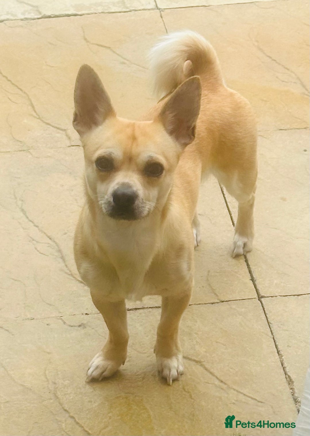 Chihuahua dogs for sale: Male Chihuahua - Advert 4