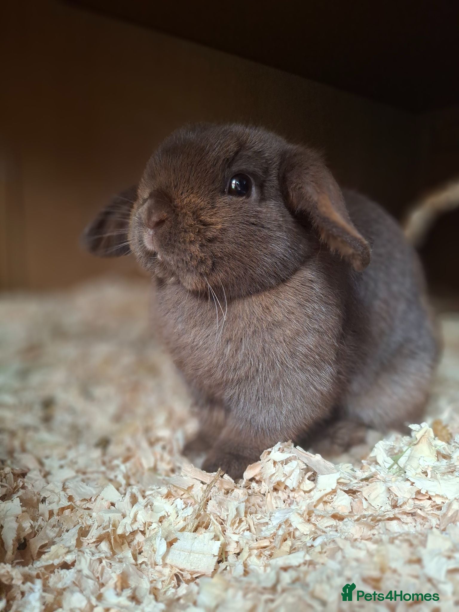 Mini Lop rabbits Chocolate Mini Lop Doe - Advert 1