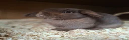 Mini Lop rabbits for sale: Chocolate Mini Lop Doe - Advert 1