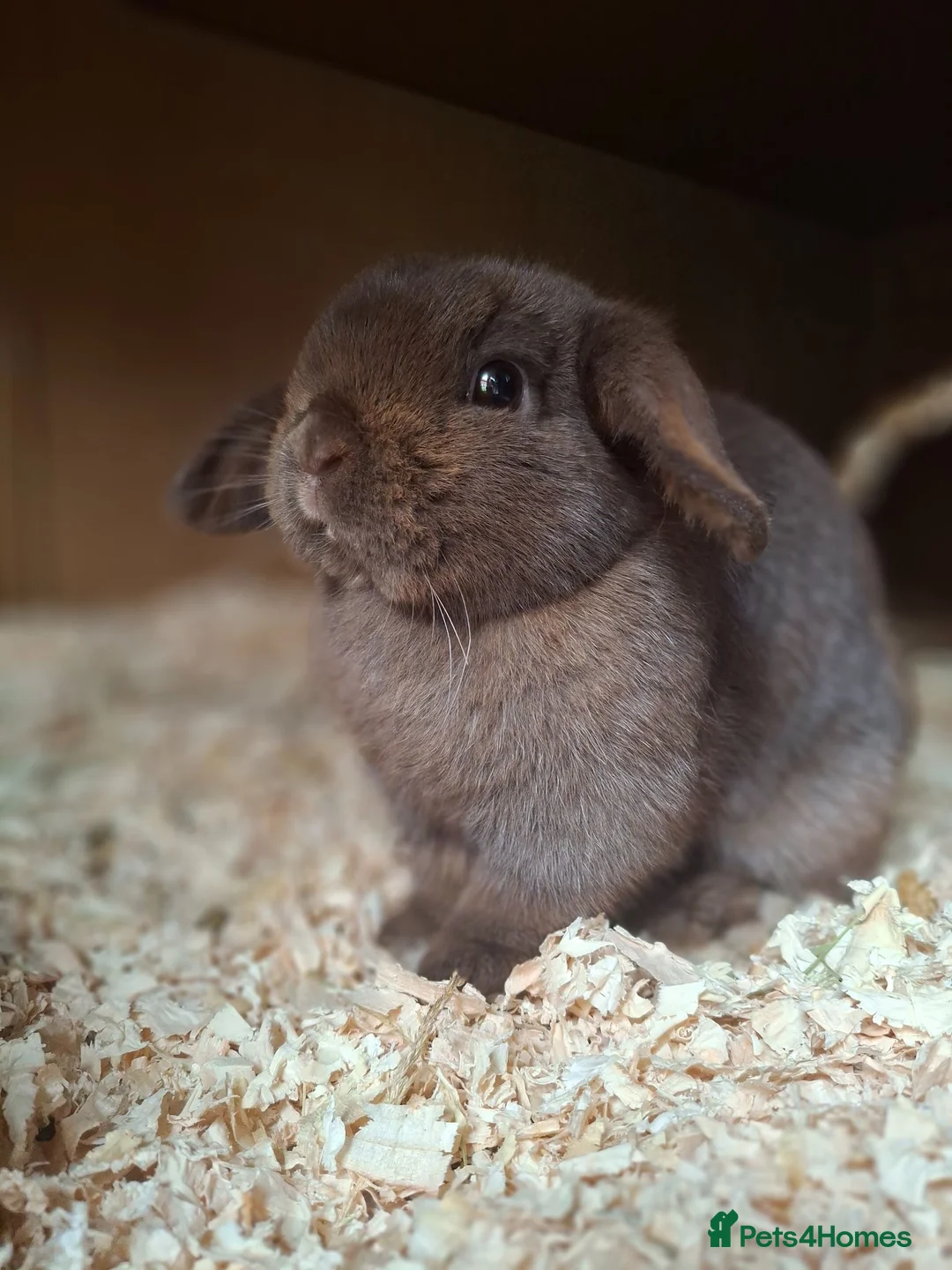 Mini Lop rabbits for sale: Chocolate Mini Lop Doe - Advert 1