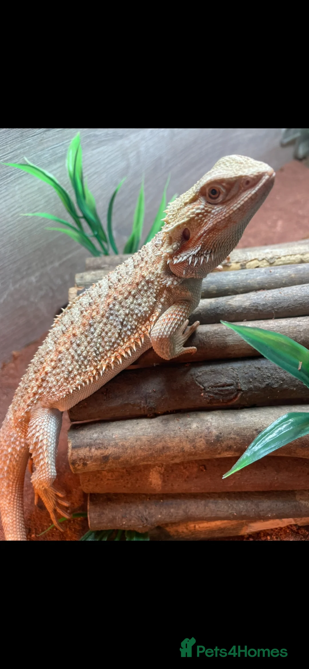 Bearded Dragon reptiles for sale: 1 year old bearded dragon and enclosure  in Bristol - Advert 2
