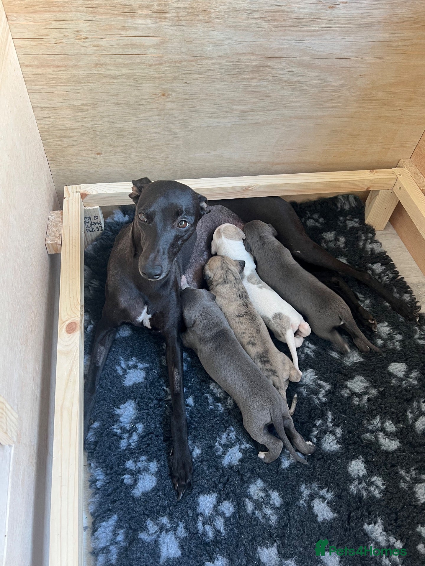 Whippet dogs KC registered Whippet puppies  - Advert 8