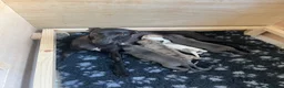 Whippet dogs for sale: KC registered Whippet puppies  - Advert 1
