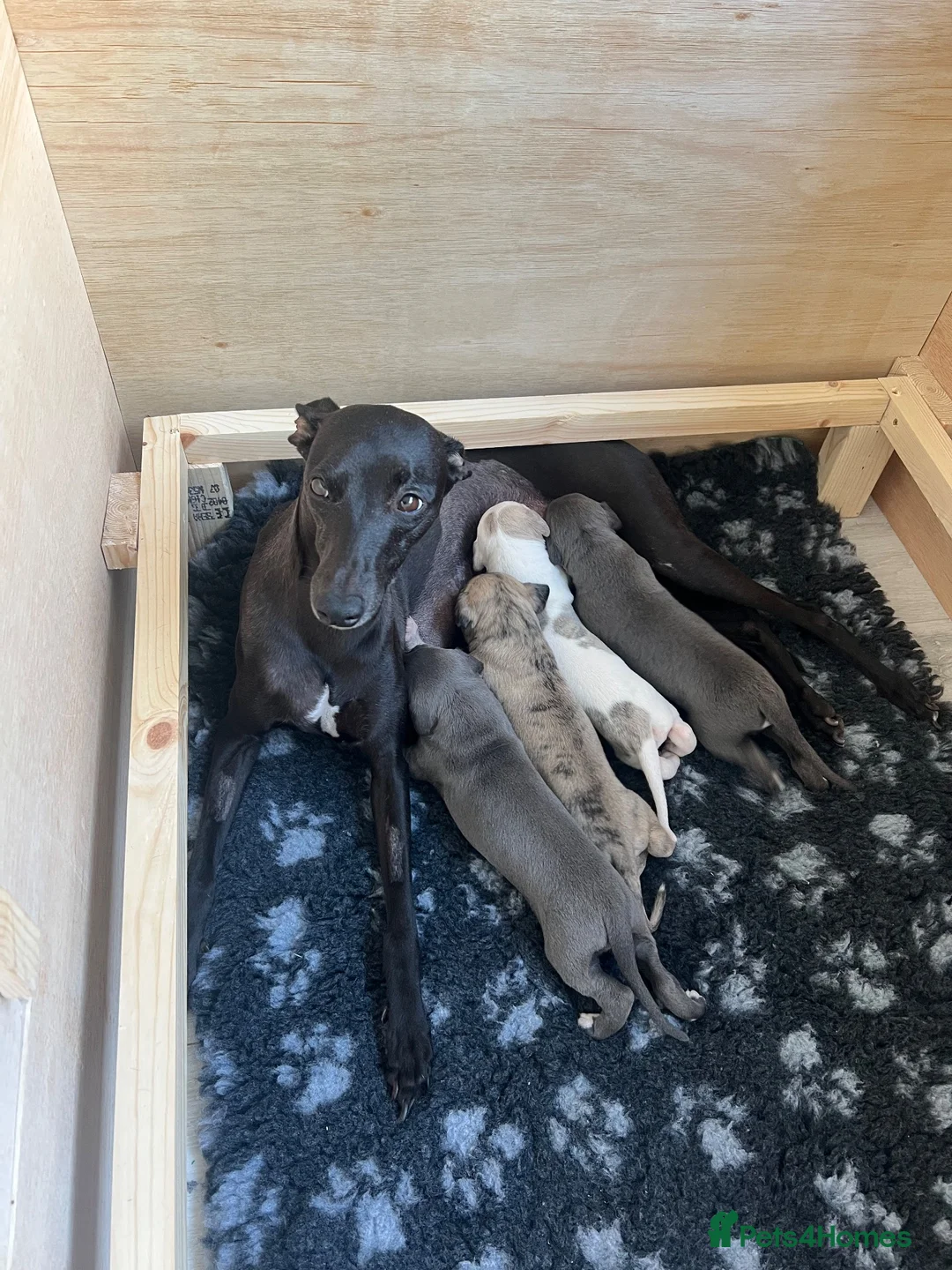 Whippet dogs for sale: KC registered Whippet puppies  - Advert 1