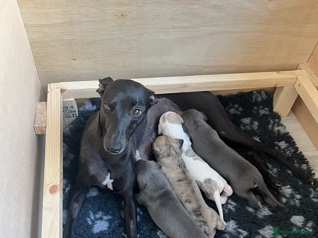 Whippet dogs KC registered Whippet puppies - Advert 8