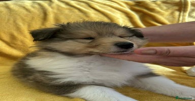 Rough Collie dogs - Advert 2