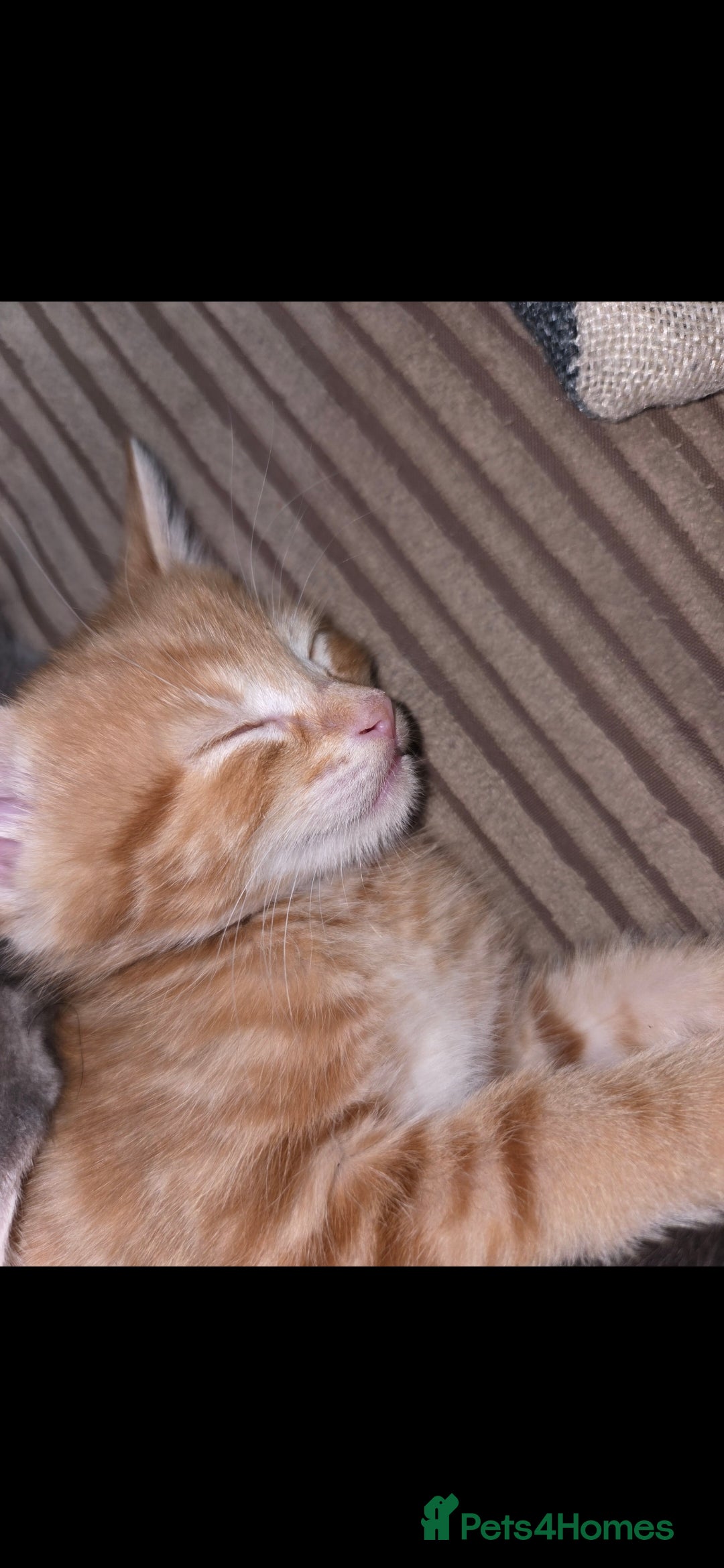 Mixed Breed cats for sale: Kittens  - Advert 20