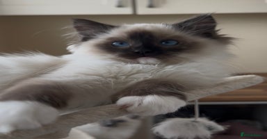 Ragdoll cats Ragdoll kittens now have two available.  - Advert 9