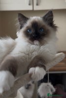 Ragdoll cats Ragdoll kittens now have two available. - Advert 9