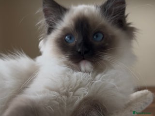 Ragdoll cats Ragdoll kittens one boy left seal mitted. - Advert 17