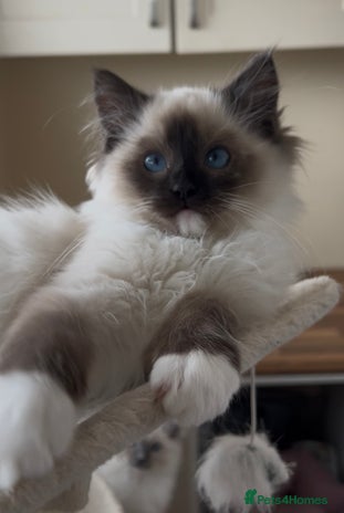 Ragdoll cats Ragdoll kittens one boy left seal mitted. - Advert 2