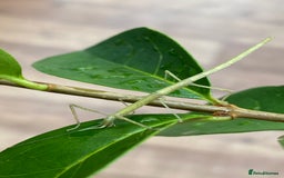 Stick Insects invertebrates for sale: Juvenile Indian Stick Insects (8-10 weeks old) - Image 6