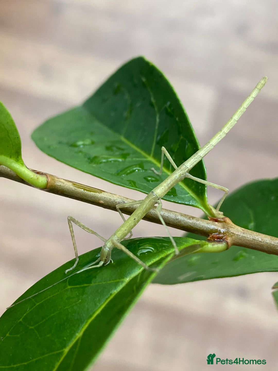 Stick Insects invertebrates for sale: Juvenile Indian Stick Insects (8-10 weeks old) - Image 6