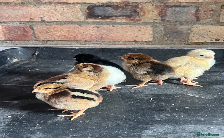 Mixed Breed poultry - Advert 1