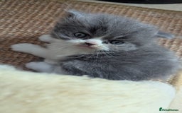 Persian cats for sale: Himalayan Persians - Image 18