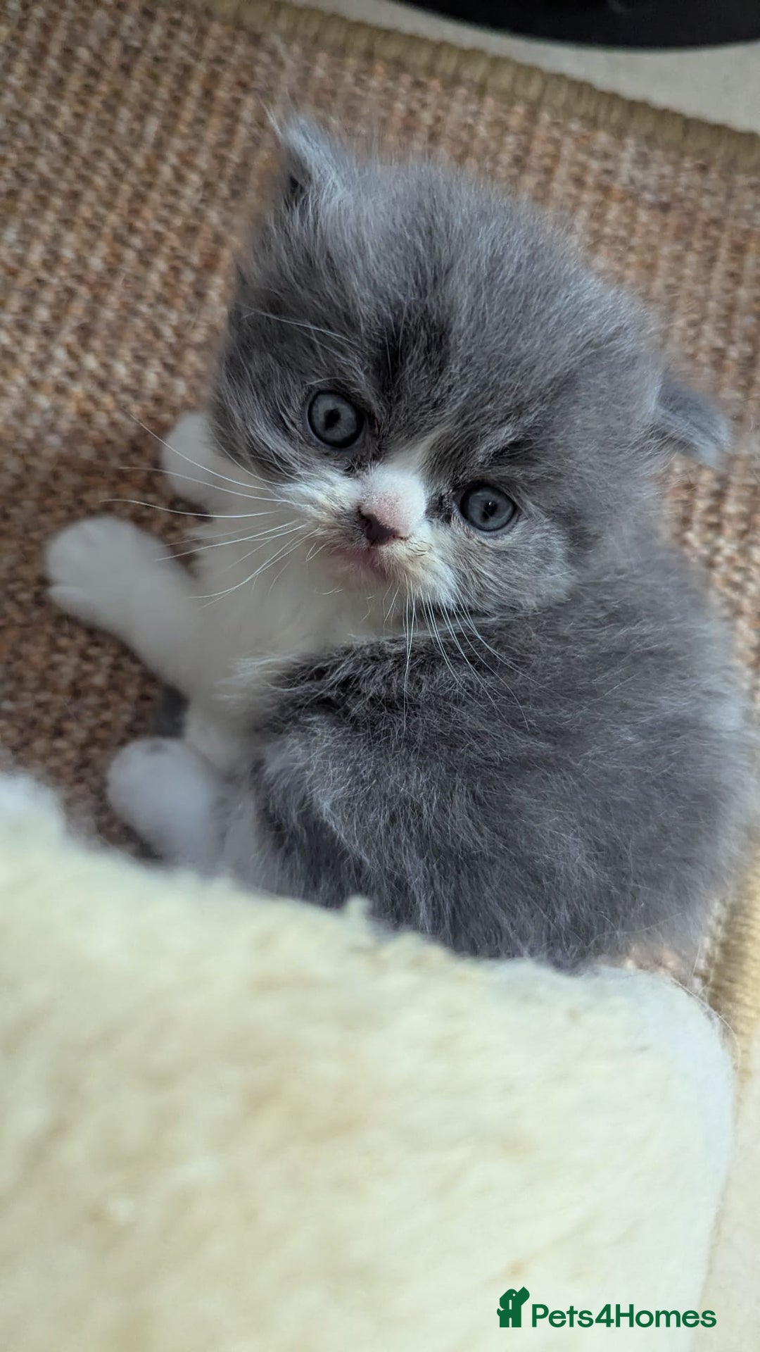 Persian cats for sale: Himalayan Persians - Image 18
