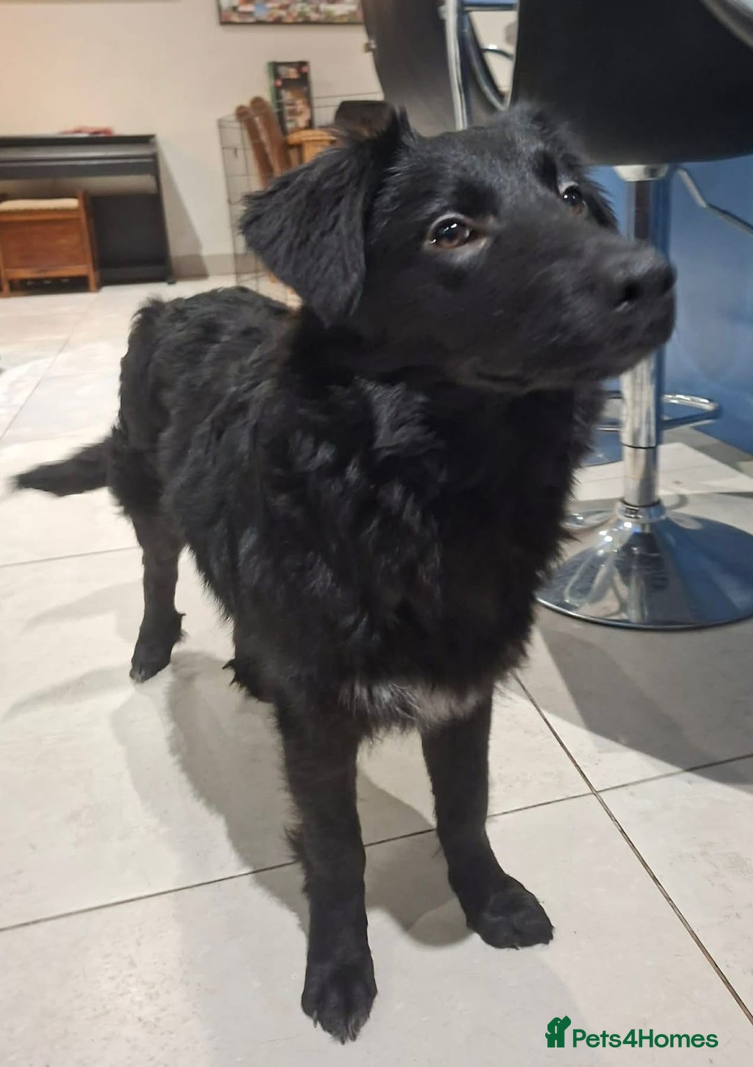 Mixed Breed dogs for adoption: Tara - North Walsham Norfolk  - Advert 4