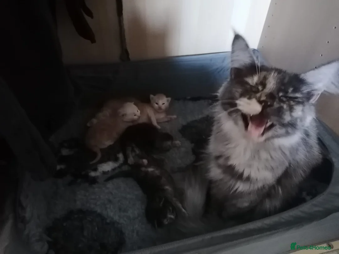 Maine Coon cats for sale: Beautiful female smoked tortie - Advert 4