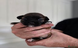 Lhasa Apso dogs for sale: Beautiful Lhasa Apso Puppies - Image 6