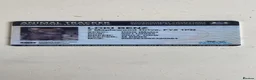 Saarloos Wolfdog dogs for sale: Lupo italiono in Thornton-Cleveleys - Advert 2