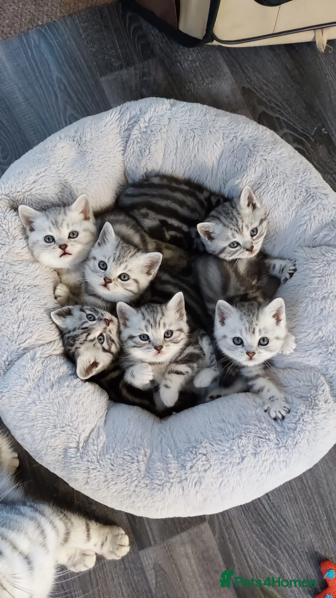British Shorthair cats for sale: Silver Tabby Kittens, Rare GCCF Show quality. - Advert 1
