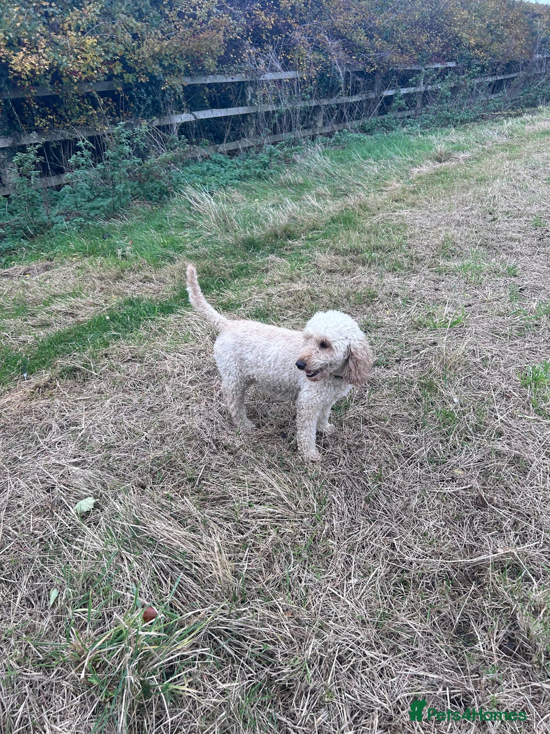 Miniature Poodle dogs for sale: Miniature poodles - Advert 24