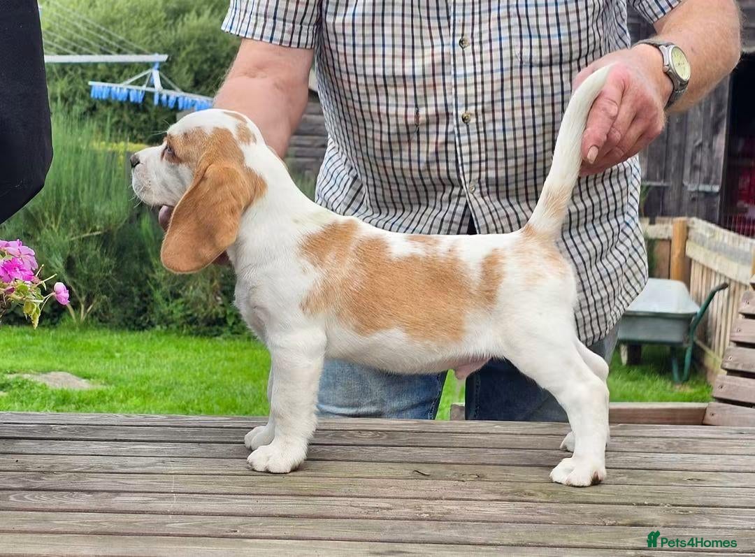 Beagle dogs Two Gorgeous Tan & White Beagle Brothers-Ready Now - Advert 2