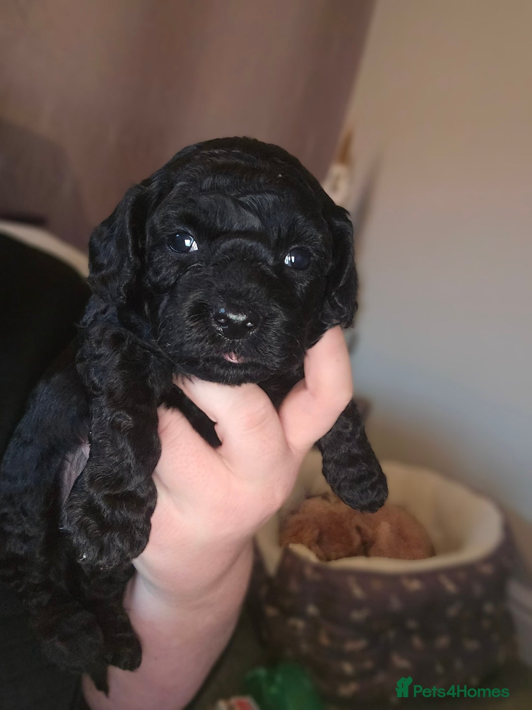 Shihpoo dogs for sale: 🐾REDUCED 2 Boys £800 - Shihpoo Puppies🐾 - Advert 22