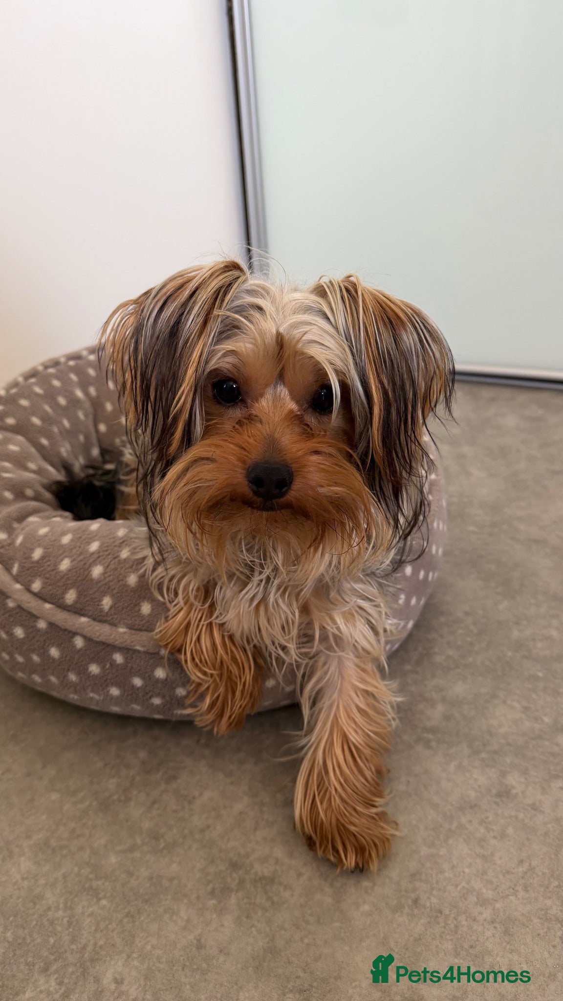 Yorkshire Terrier dogs Beautiful Yorkshire Terrier - Advert 17